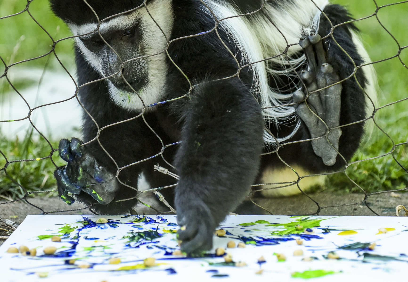 080919-mda-nws-monkey-12.jpg